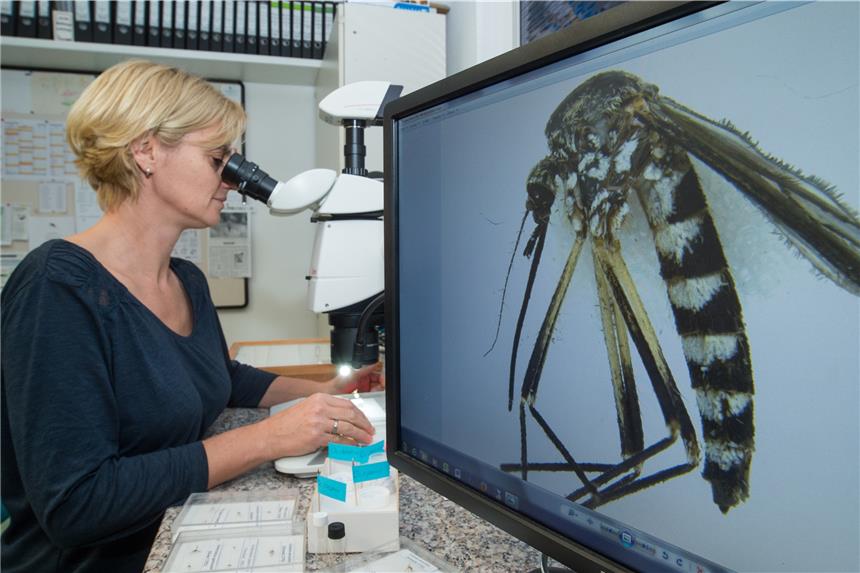 Die Biologin Doreen Walther sitzt vor einem Mikroskop im Leibniz-Zentrum für Agrarlandschaftsforschung (ZALF) ist eine der führenden Mücken-Expertinnen in Deutschland.