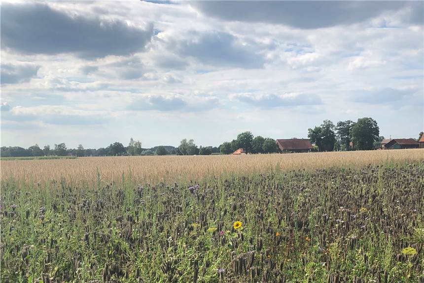 Olfener Landwirte engagieren sich mit bunten Blühstreifen für den Naturschutz Die Blühstreifen sorgen für ein schönes Farbenspiel am Wegesrand.