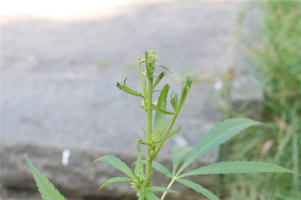 Cannabis an Saline in Werne entdeckt: Deutet Pflanze auf Hanf-Plantage hin? Die Blüten der Hanfpflanze fehlen bereits.