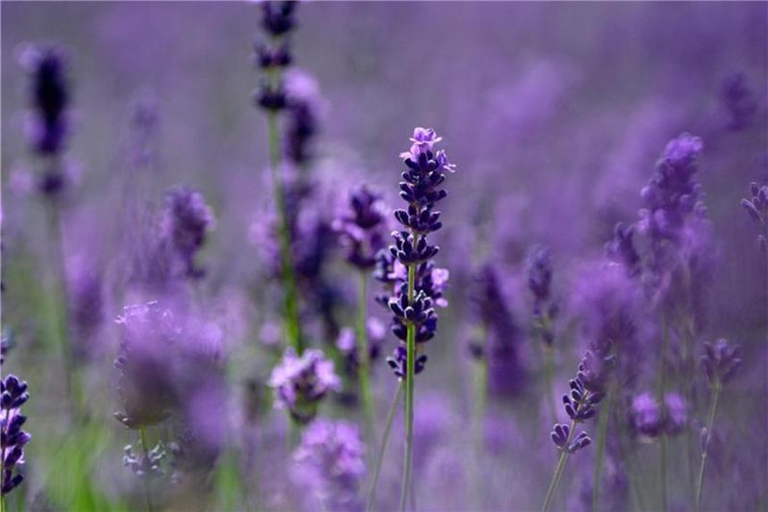 Essbare Blüten in der Küche verwenden Die Blüten von Lavendel passen gut zu Desserts und Fisch. Foto: Andrea Warnecke