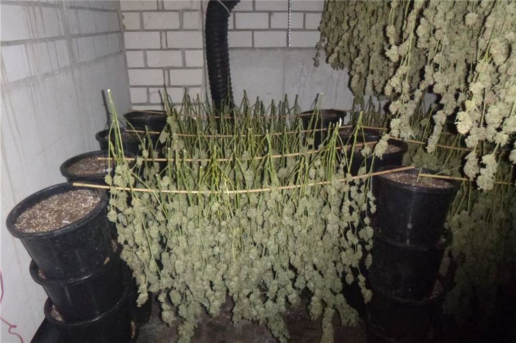 Drogenplantage in Wüllen: Ist Niederländer Drahtzieher oder Handlanger? Die Blütenköpfe der Hanfpflanzen waren kopfüber zum Trocknen aufgehängt.