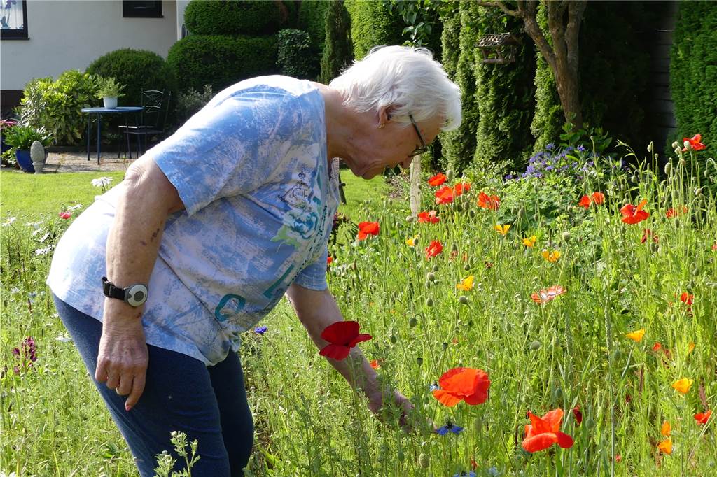 Nach Covid-Erkrankung: „Mein Garten hilft mir dabei, gesund zu werden“ Die Blumen säen sich im Herbst wieder für das nächste Jahr aus.