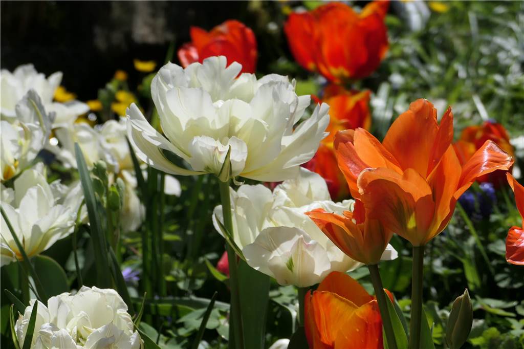 Bunte Blumenpracht im Frühling: Schickt uns eure schönsten Gartenbilder Die Blumenpracht im Garten von Ingrid Martini.