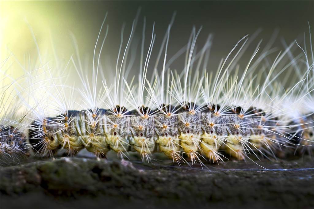 Die Brennhaare setzen sich in Haut, Augen und Atemwege. Neben Eichen sollte man auch Buchen im Blick haben.