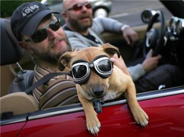 Die Brille passt, aber hat er auch eine Box oder einen Gurt? Fährt ein Hund im Auto mit, muss er gesichert sein. (Bild: dpa/tmn)