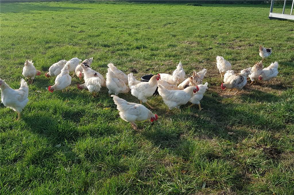 Nicht nur an das Huhn denken: Familie Lansing setzt sich für Aufzucht der Bruderhähne ein Die Bruderhähne oder auch Junghähne dürfen mehr als doppelt so lange leben wie klassische Masthähnchen.