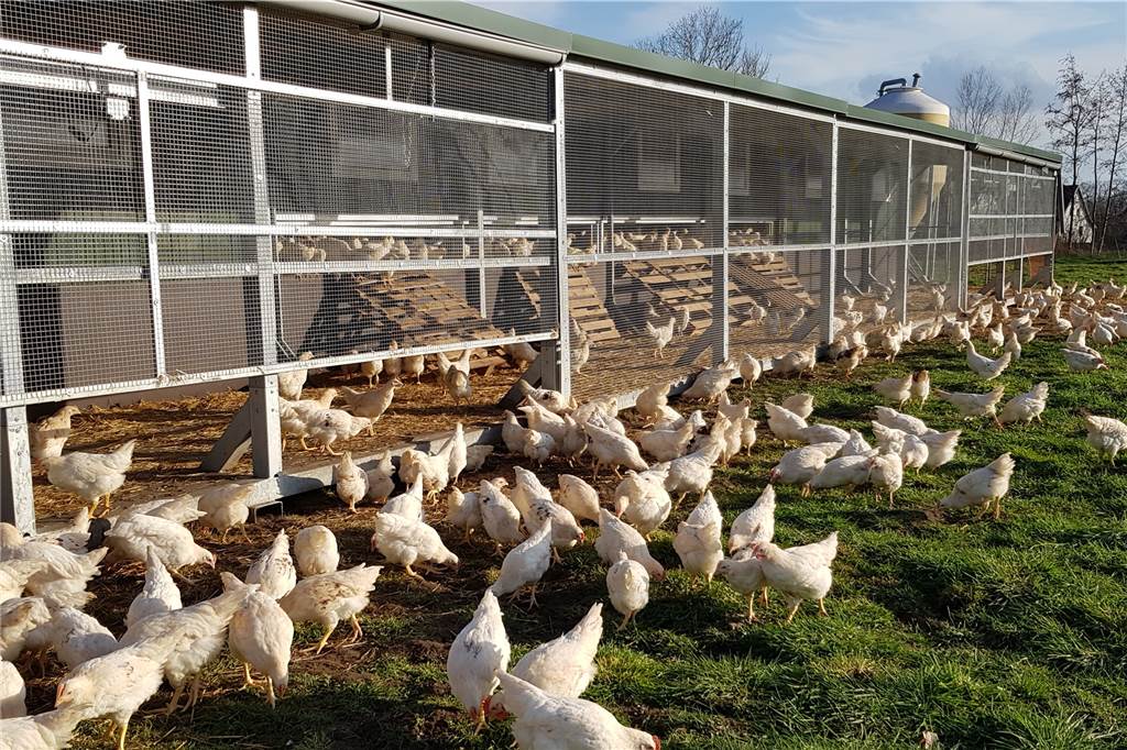 Nicht nur an das Huhn denken: Familie Lansing setzt sich für Aufzucht der Bruderhähne ein Die Bruderhähne werden auf dem Hof Südbrock-Sauerland aufgezogen.