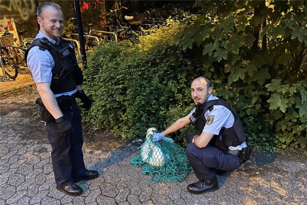 Schwan bleibt in Brückengeländer stecken: Polizei und Feuerwehr retten Tier Die Bundespolizei und die Feuerwehr haben am Wochenende einen Schwan gerettet. Das Tier war im Geländer der Ruhrtalbrücke in Essen steckengeblieben.
