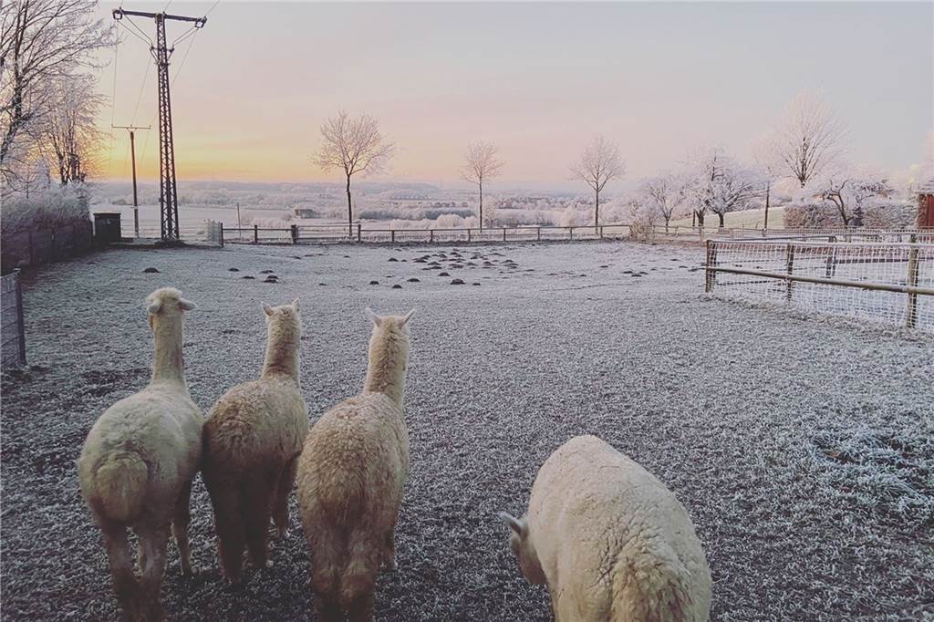 Alpakas im Winter: „Die Kälte macht ihnen nichts aus“ Die derzeitige Kälte macht den Alpakas nichts aus.