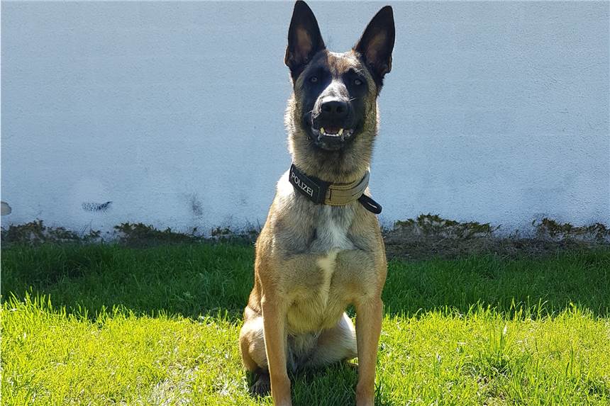 Polizei droht mit Hund: Einbrecherin flüchtet trotzdem - und wird gebissen hellbraune Polizeihündin Aika im Schäferhund-Typ