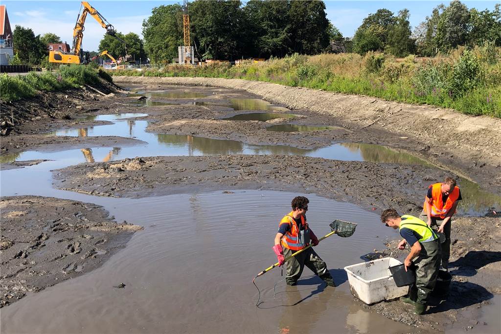 Biologen retten über 1000 Fische und Muscheln aus der trockengelegten Berkel Die drei Biologen beim Abfischen in der trockengelegten Berkel.