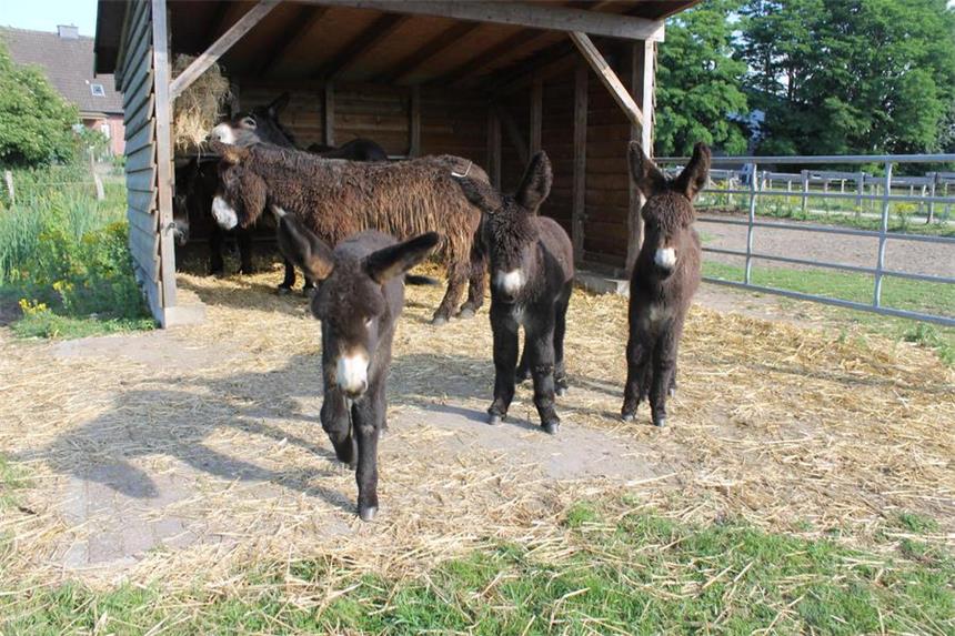 Nicht mehr "Klein F": So heißt das dritte Eselfohlen Die drei Eselfohlen: Fridolin, Freddi und Frida (v.l)