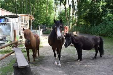 Die drei Ponys Filou, Lisa und Samson leben auf dem Paddock Trail. Dank dieses kleinen Parcours bekommen sie trotz der begrenzten Fläche Bewegung.