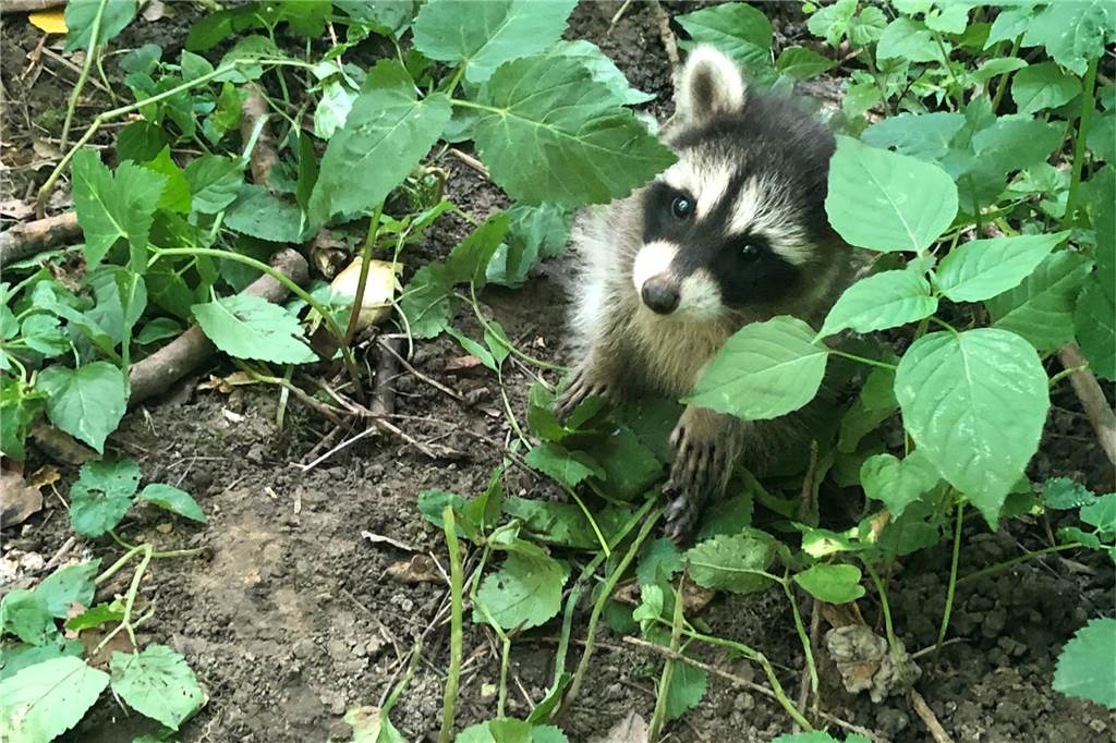 Waschbär