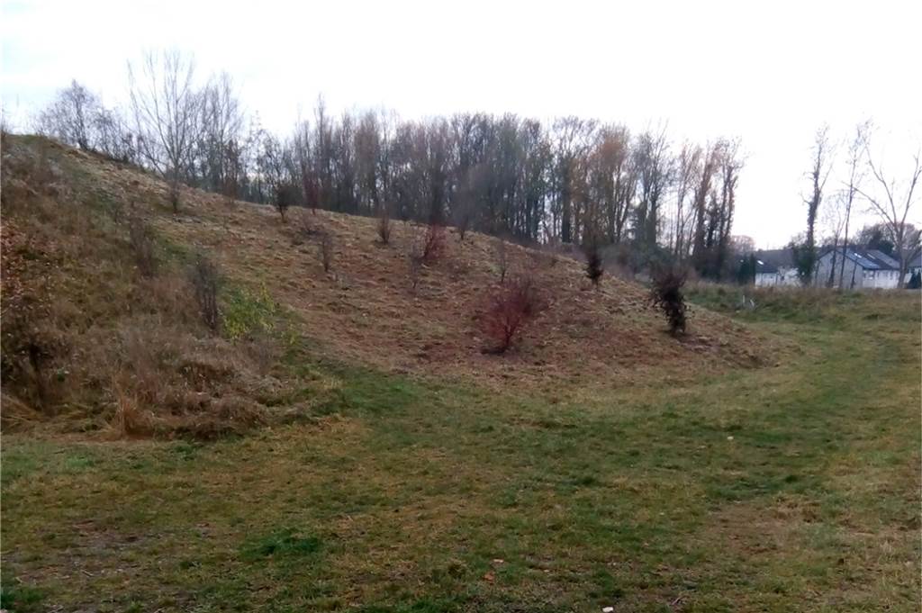 Wildblumen und Sträucher: Schulpark bekommt neuen Bio-Anstrich Die ehemalige Mountain-Bike-Halde, die niemand nutzte, wurde gemäht und neu bepflanzt.