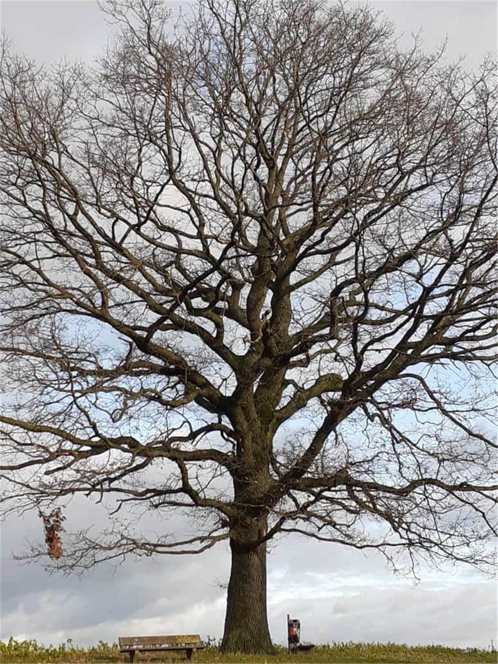 Riesige Eiche in Wandhofen: „Immer wieder ein Foto wert“ Die Eiche am Wandhofener Friedhof findet Gabi Weck schon seit 50 Jahren beeindruckend.