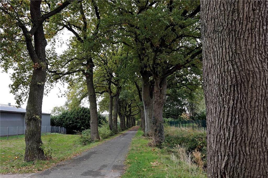Warum gibt es im Herbst 2021 in Haltern keine Eicheln? Die Eichen am Prozessionsweg tragen keine Eicheln.