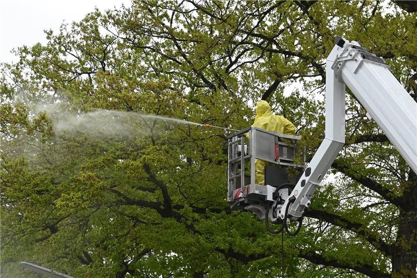 EPS-Nester über den digitalen Raupenmelder melden Die Eichenprozessionsspinner werden durch Mitarbeiter der Stadt prophylaktisch bekämpft. Alle Nester sollten online gemeldet werden.