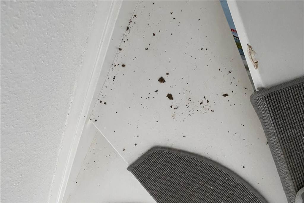 Karin und Hermann Ast von Einbrechern aus dem Schlaf gerissen Spuren der Einbrecher auf der Treppe der Opfer