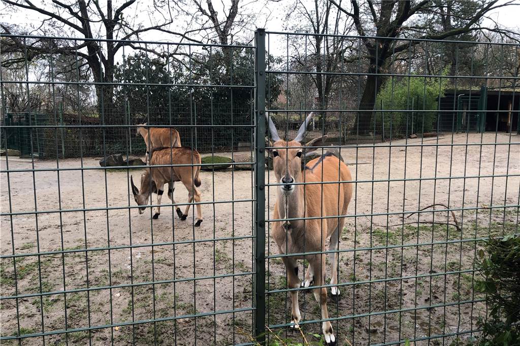 Besucher vermisst – Dortmunder Zoobewohner sind tierisch allein Die Elenantilopen im Dortmunder Zoo kommen näher als sonst an den Zaun.