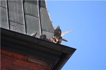 Die Eltern der jungen Wanderfalken füttern die Jungvögel in der Dachrinne der Sixtus-Kirche. Ein junger Vogel legte beim Premierenflug eine Bruchlandung hin und kam nur mit Menschenhilfe wieder in sein Nest zurück.