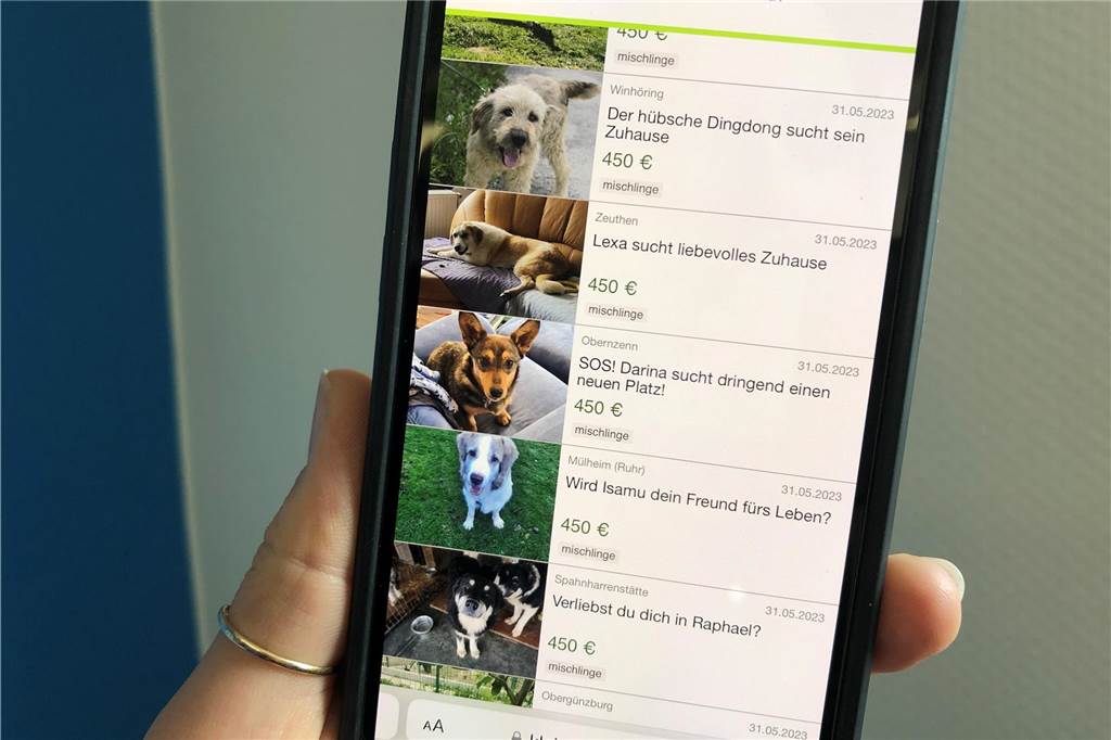 Hundetrainerin mahnt zur Vorsicht bei Tieren aus dem Ausland Die emotionalen Anzeigen gehen ans Herz.