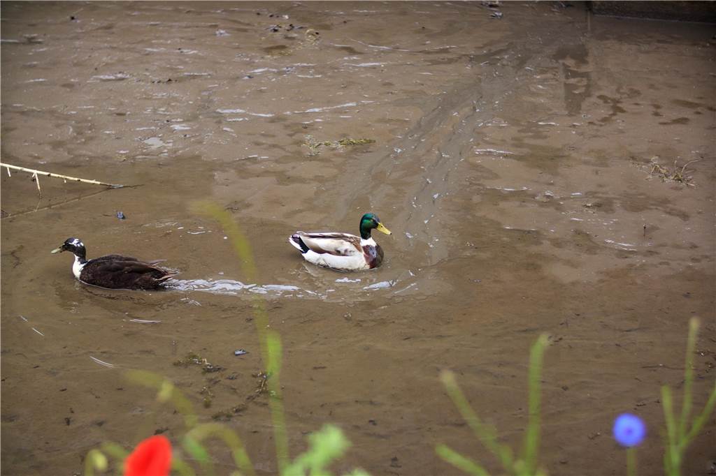 Die Enten sollen am Stadtgraben in Zukunft nicht mehr auf dem Trockenen schwimmen.