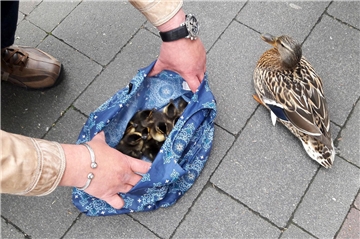 Die Entenküken wurde in einer Einkaufstasche in Sicherheit gebracht.