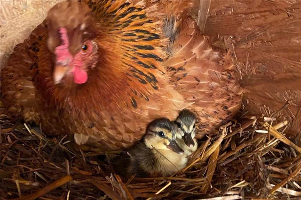 Jäger retten Kitze und Küken: Drohneneinsätze des Hegerings erfolgreich Das Huhn mit Entenküken, die aus ausgebrütet hat.