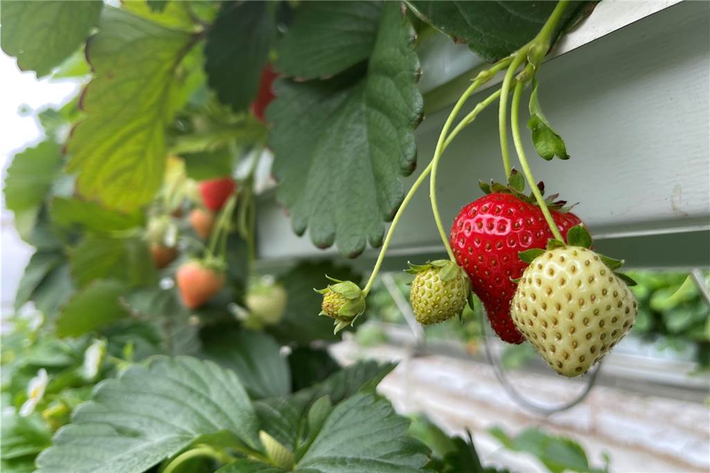 Erdbeeren bis Dezember: Durch Innovation zu Besuch beim Präsidenten Die Erdbeeren werden kontinuierlich geerntet. Sie wachsen ohne Erde in langen Reihen bis in den Dezember.
