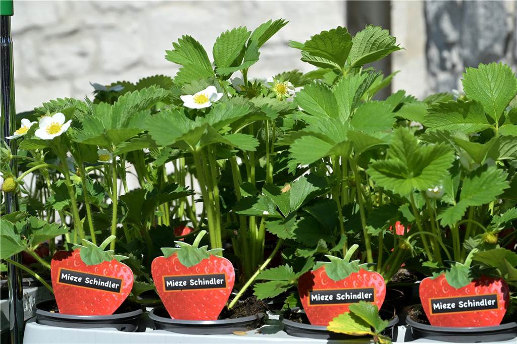 Die Erdbeersaison ist zwar eröffnet. Die meisten Erdbeerpflanzen im heimischen Garten sehen aber so aus wie diese Pflanzen auf dem Markt. Sie blühen. Von der Frucht ist noch nichts zu sehen. 