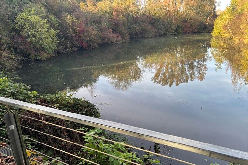 Ein Gewässer mit toten Fischen. Bäume umzingeln diesen Teich.