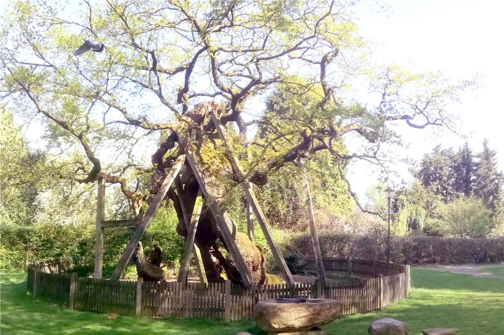 Erle: Ein Ort im Grünen mit schlechter Verkehrsanbindung Die Erler Femeiche: Mehr als 1000 Jahre alt und so grün wie der Ort.