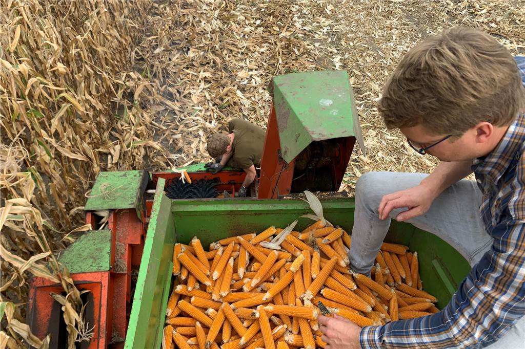 Die Ernte des speziellen Puffmais ist mit viel Handarbeit verbunden.