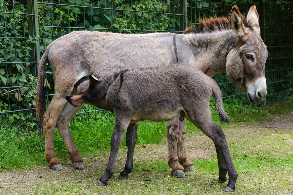 Die erste Milch nach der Geburt sei eine ganz besondere: die sogenannte Kolostrum. Da seien besonders viele Vitamine enthalten.