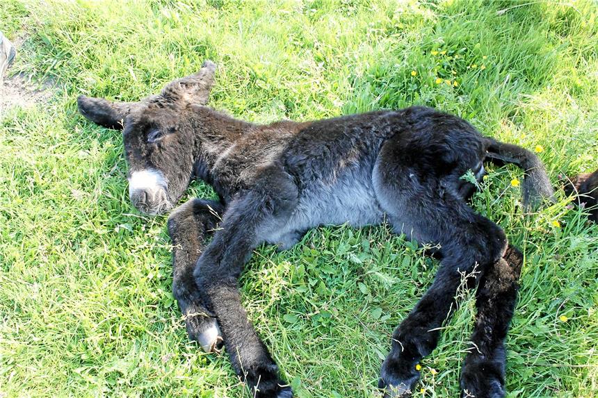 Olfen hat ein neues Eselfohlen Die ersten 14 Lebenstage zählen bei jungen Eselfohlen meistens zur kritischen Phase. „Das Trinken klappt aber bereits sehr gut und das Fohlen ist kräftig und fit“, stellt Norbert Niewind zufrieden fest.