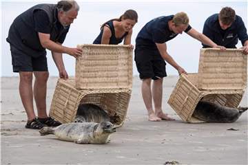 Die ersten kleinen Seehunde werden in die Freiheit entlassen. Foto: Ingo Wagner