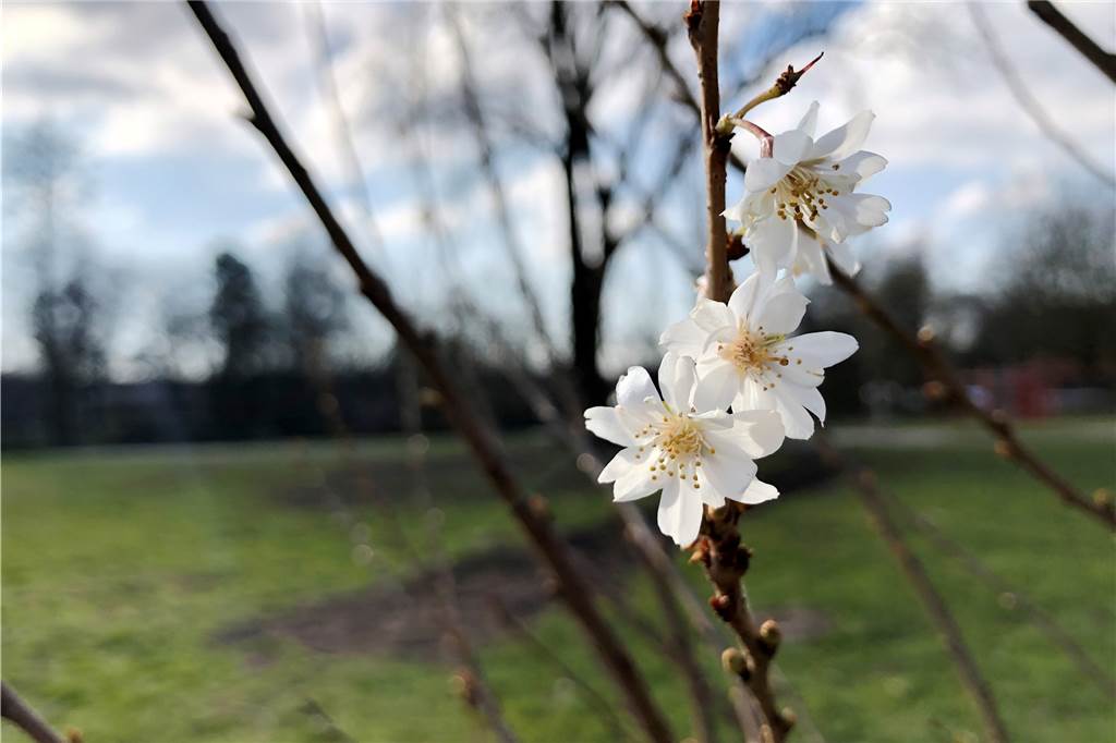 Die ersten neuen Zierapfelblüten sind im Losbergpark bereits zu sehen.