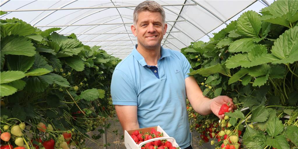 Hof Umberg: Hier wachsen die Erdbeeren jetzt fast direkt in den Mund Jörg Umberg mit Erdbeeren im Folientunnel