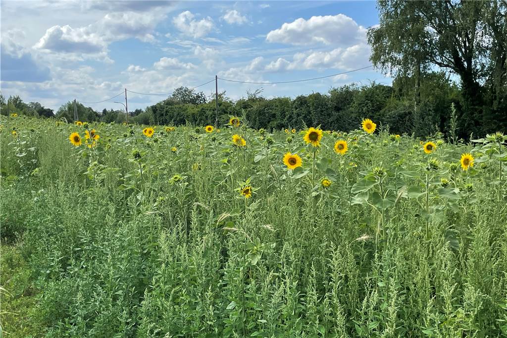 „Kleiner Lichtblick“: Nils Frielinghaus verschenkt Sonnenblumen Die ersten Sonnenblumen sind bereits bereit zur Mitnahme.