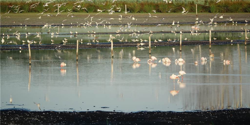 Trockenheit im Zwillbrocker Venn birgt Gefahr für den Flamingo-Nachwuchs Die ersten trockenen Flächen tauchen im Zwillbrocker Venn auf. Der Schutz vor Fressfeinden ist nicht mehr gewährleistet.
