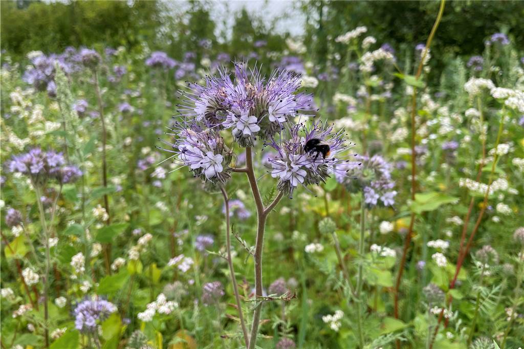 Industriegelände am Wahrbrink in Werne lockt jetzt Bienen und Eidechsen an Die ersten Wildbienen hat der Bienenrasen schon angelockt.