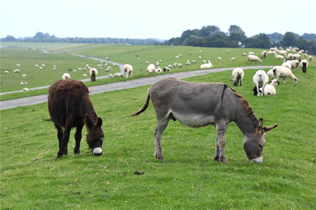 Wolfsberater: „Der Mensch muss mit dem Wolf leben“ Die Esel Claus (l.) und Klaus (r.) wurden 2017 in Cuxhaven (Niedersachsen) auf einer Wiese am Deich zum Schutz einer Schafherde gegen Wölfe eingesetzt.
