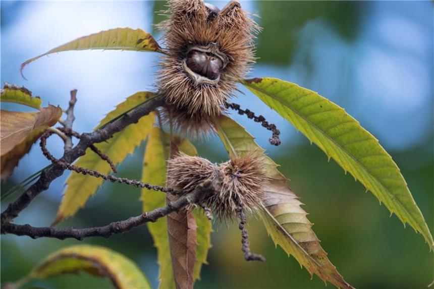 Die Esskastanie im Wald von Morgen Die Esskastanie ist der Baum des Jahres 2018. Foto: Sebastian Gollnow