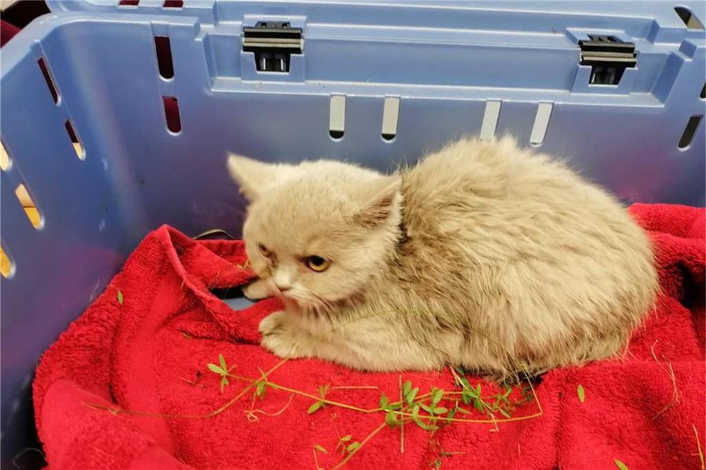 Tierschützer alarmiert: Unterkühlte Katzenbabys in Brambauer gefunden Die etwa fünf Monate alte Katze wurde ebenfalls am Samstag in Brambauer gefunden.