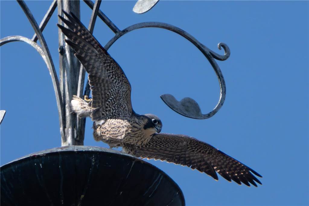 Fotos mit Riesen-Objektiv: Wolfgang Kersting sucht besondere Motive Ein Falke fliegt vom Kirchturm los.