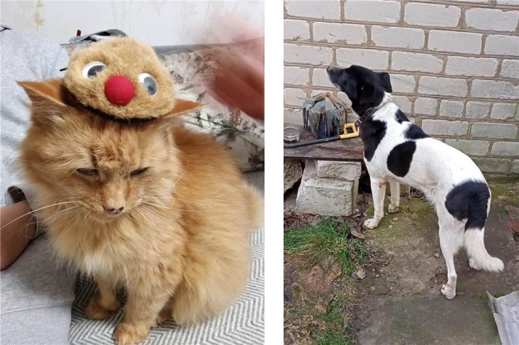 Neue Heimat Schwerte: Familie Chebanov floh am 24. Februar vor dem Krieg Kater und Hündin der Familie Chebanov.