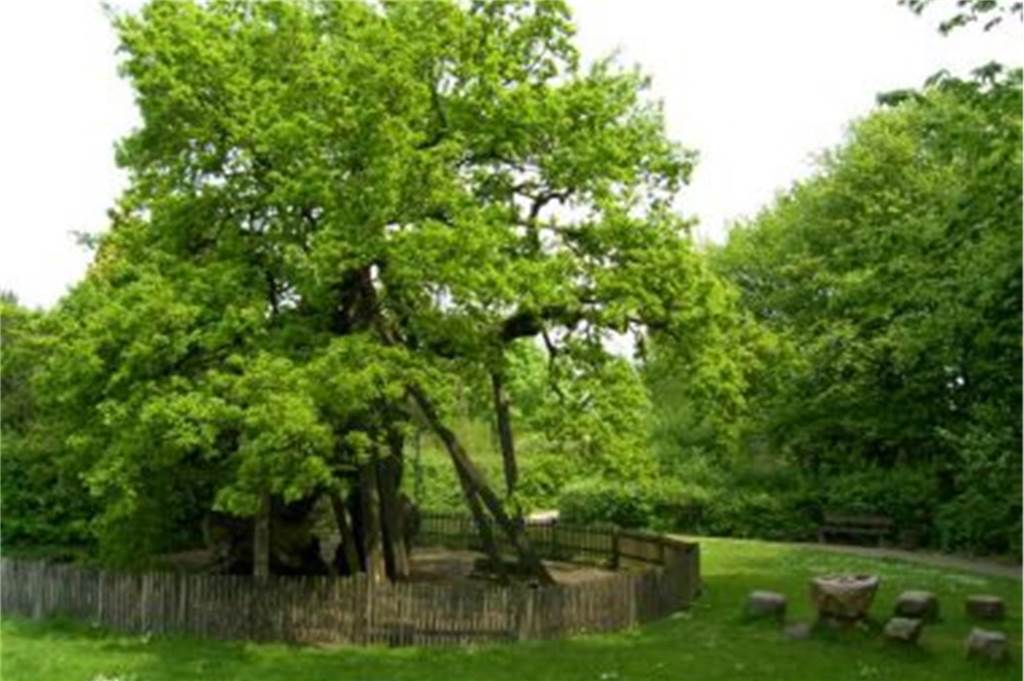 Femeichenpark in Erle: Stilechte Eröffnung mit einem Femegericht Femeiche Erle