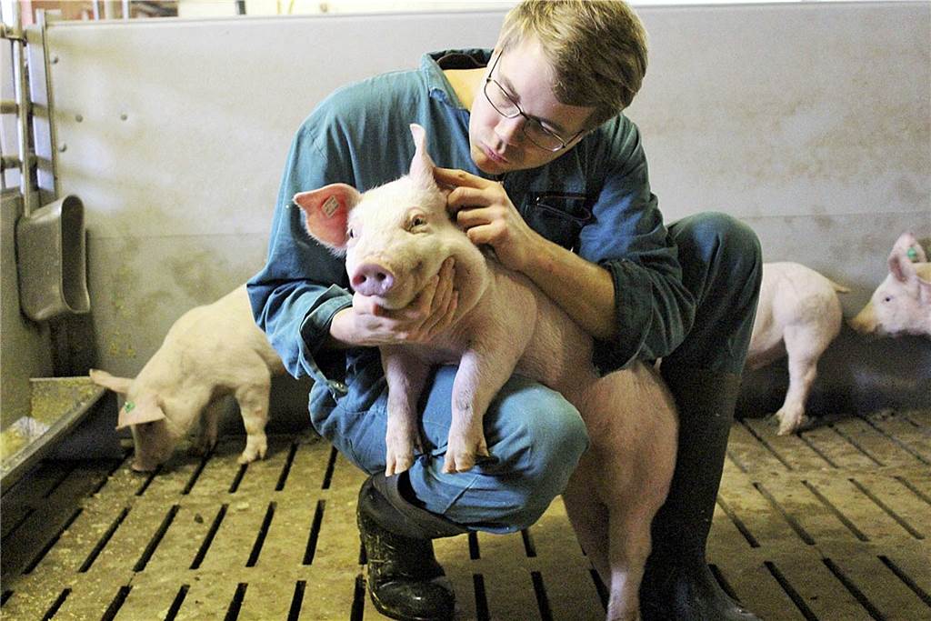 Die Ferkel, die Schweinebauern wie Christoph Selhorst, teuer eingekauft haben, stehen heute als schlachtreifes Vieh länger als gedacht im Stall. Und das kostet den Landwirt viel Geld.