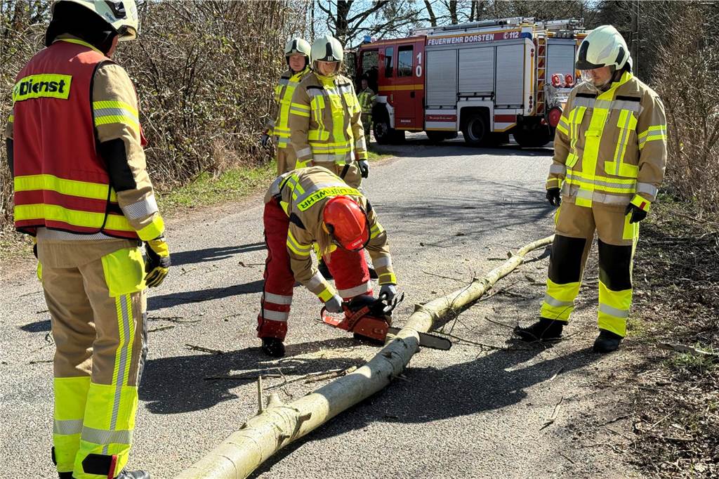 Passanten melden Sicherheitsrisiko: Feuerwehr sperrt Weg in Dorsten Die Feuerwehr beseitigte die Bäume mit einer Kettensäge.